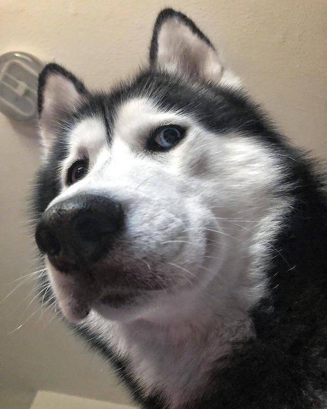 哈士奇？哈士奇幼犬多少钱一只！