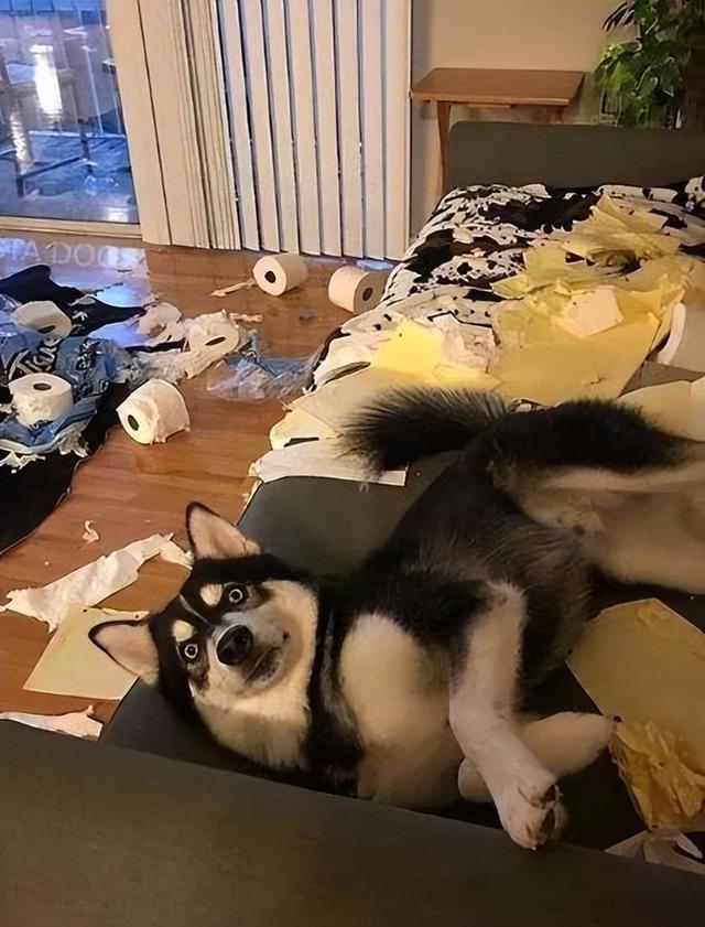 哈士奇？哈士奇幼犬多少钱一只！