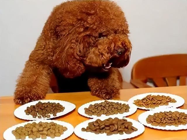 迷你型泰迪犬价格？迷你泰迪犬多少钱！