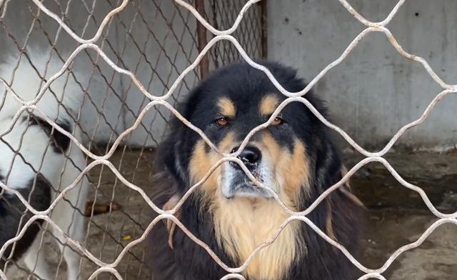 最贵的藏獒多少钱一只？白色藏獒多少钱一只！