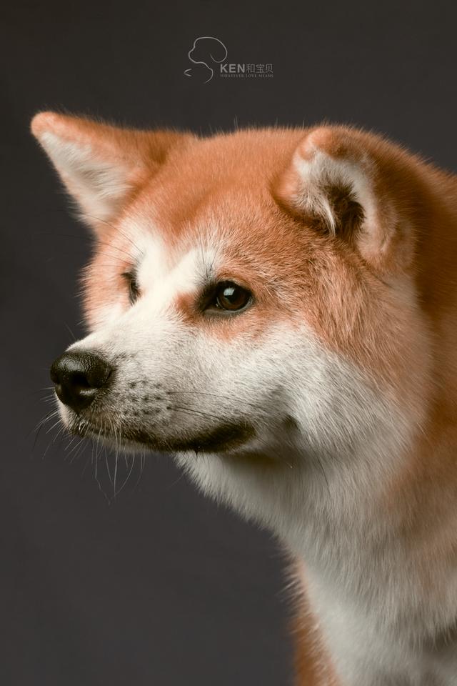 秋田犬多少钱一只幼崽贴吧？秋田犬多少钱一只幼崽图片！