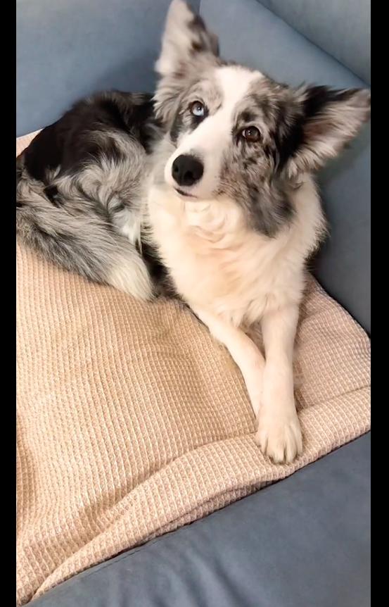 边牧狗图片大全可爱？边牧狗图片大全高清！