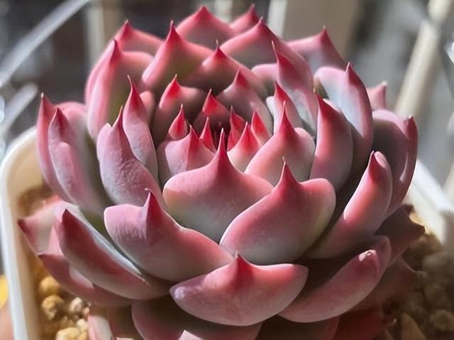 吉娃娃多少钱一只_小狗狗？吉娃娃犬多少钱一条！