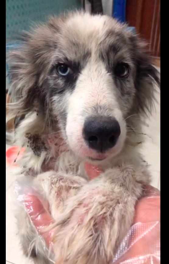 边牧狗图片大全可爱？边牧狗图片大全高清！