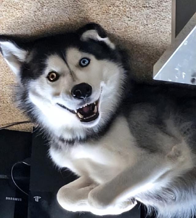 哈士奇？哈士奇幼犬多少钱一只！