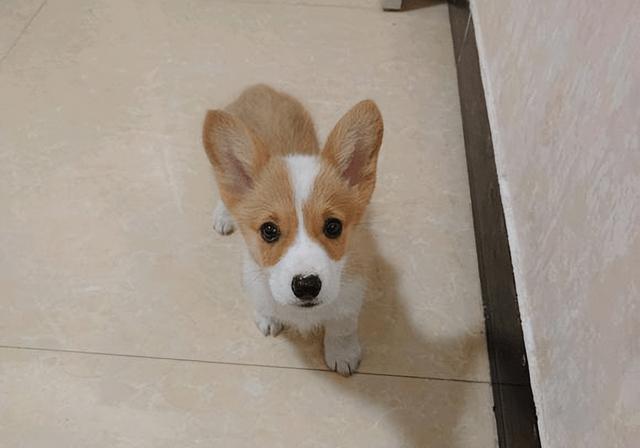 柯基多少钱？北京柯基犬多少钱一只！