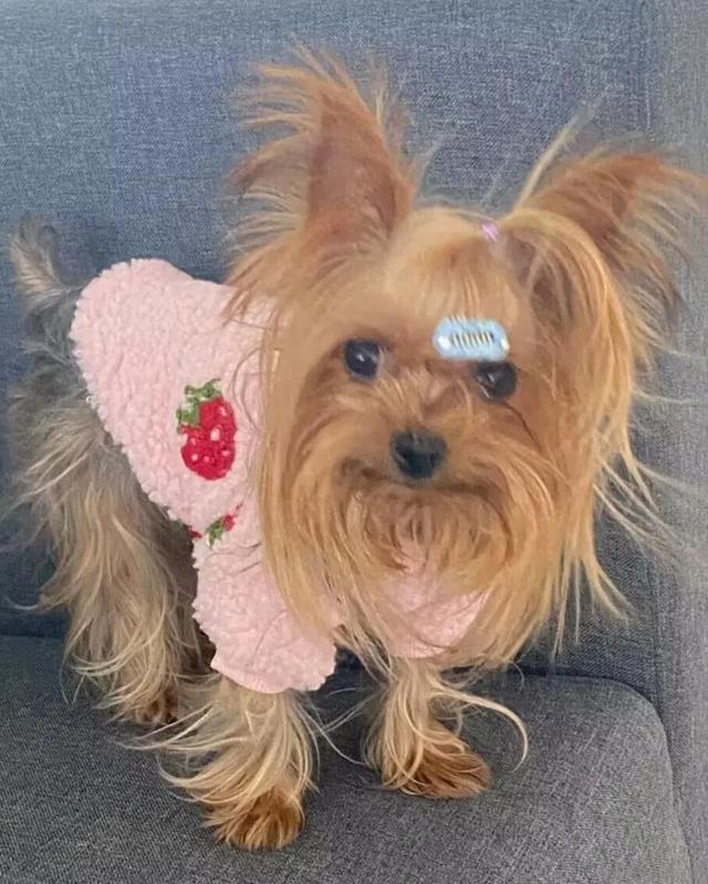 约克夏幼犬一般多少钱一只啊？约克夏幼犬一般多少钱一只啊图片！