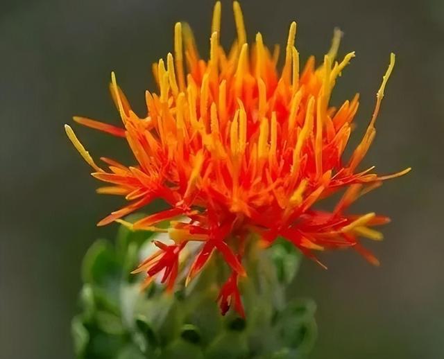 藏獒多少钱一只幼犬？一只藏獒多少钱一只！