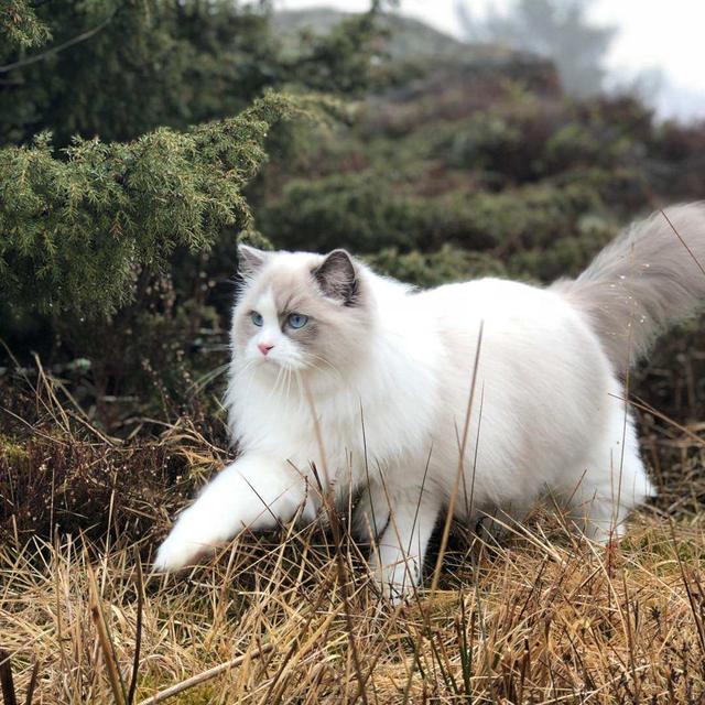 布偶多少钱一只啊图片？布偶多少钱一只啊图片大全！