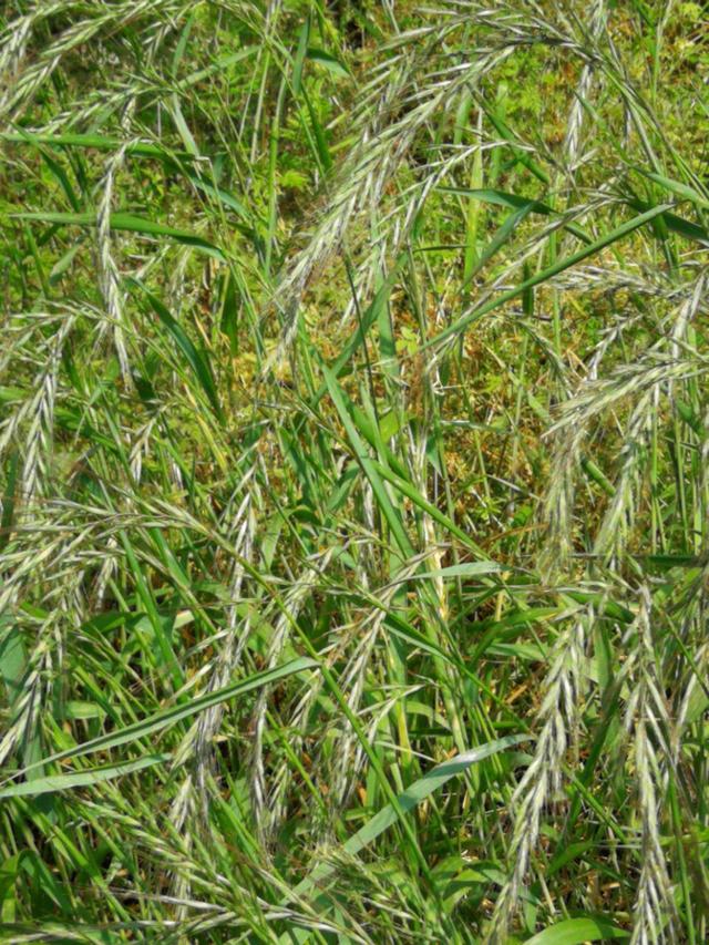 农村常见的十种禾本科草本植物