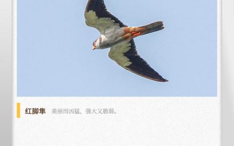 湖湘自然历｜霜天猛禽①一只路过的隼，带我们的心去高处和远方