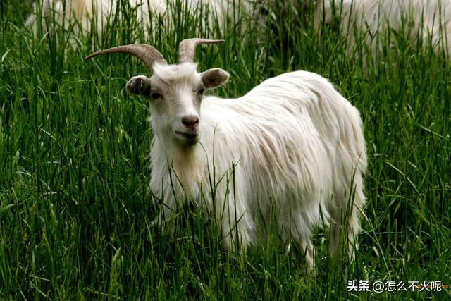 六畜指的是什么？