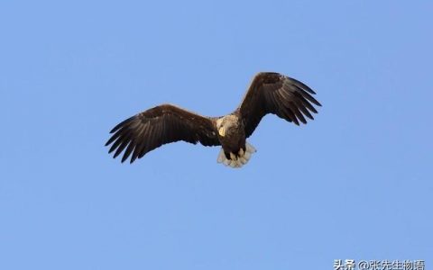 鹰、隼、雕、枭有什么区别！