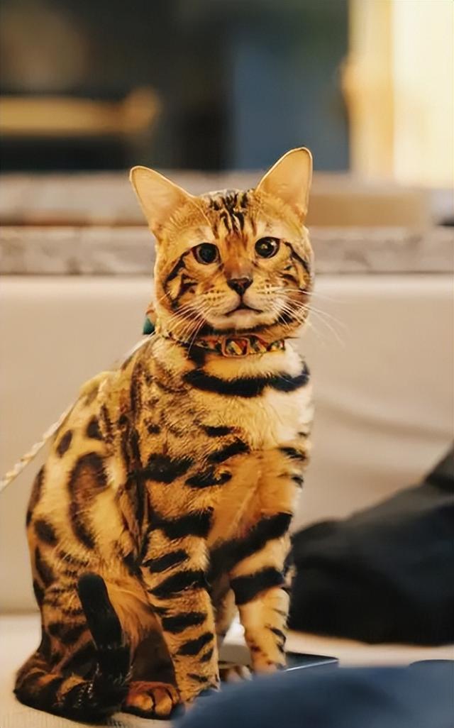 惊艳无比！孟加拉豹猫：家庭宠物中的绝对帅气代表！