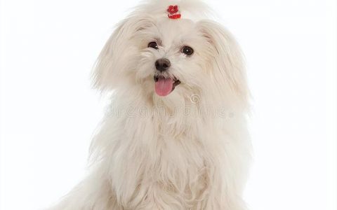 中古纪最古老的犬种，玛尔济斯犬真美呀