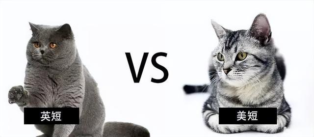 这是“英短”还是“美短”？两者的区别来了