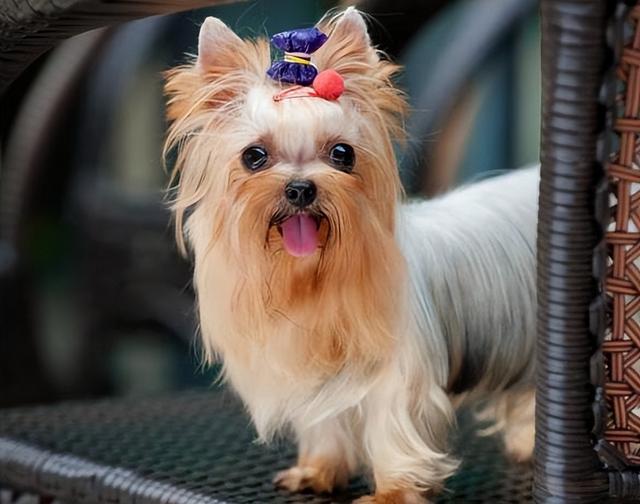 越来越多人选择“约克夏”！为何？6个优势，很难拒绝