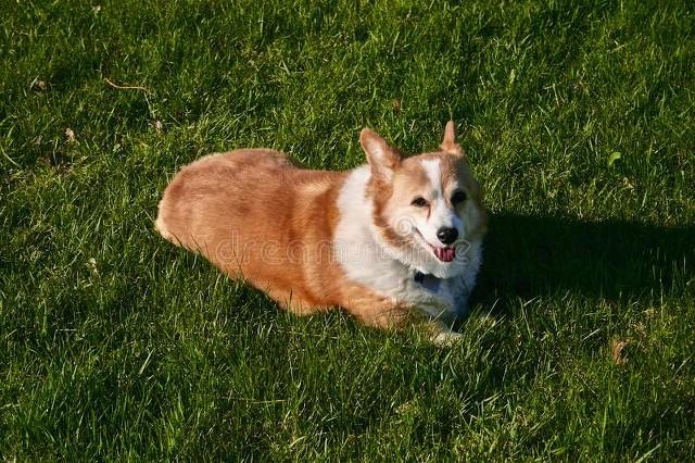 柯基犬这7点“冷知识”，你全都知道吗？