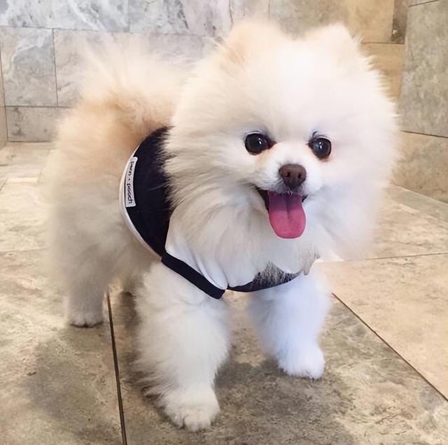 狗界“最不臭”的6种狗，几个月不洗澡，身体还是香香的！