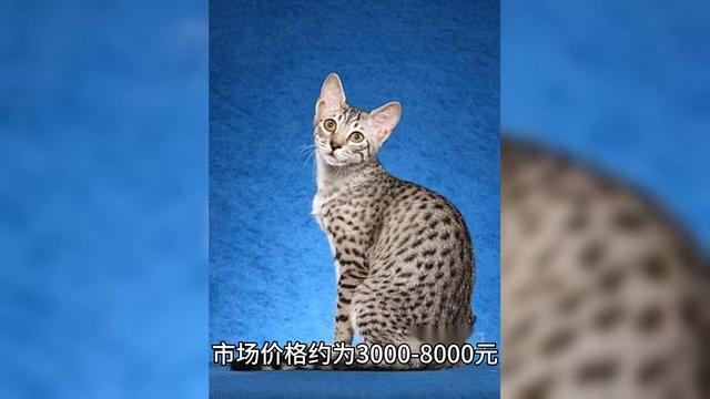 不同品种宠物猫大致市场价格