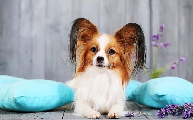 世界狗狗-蝴蝶犬