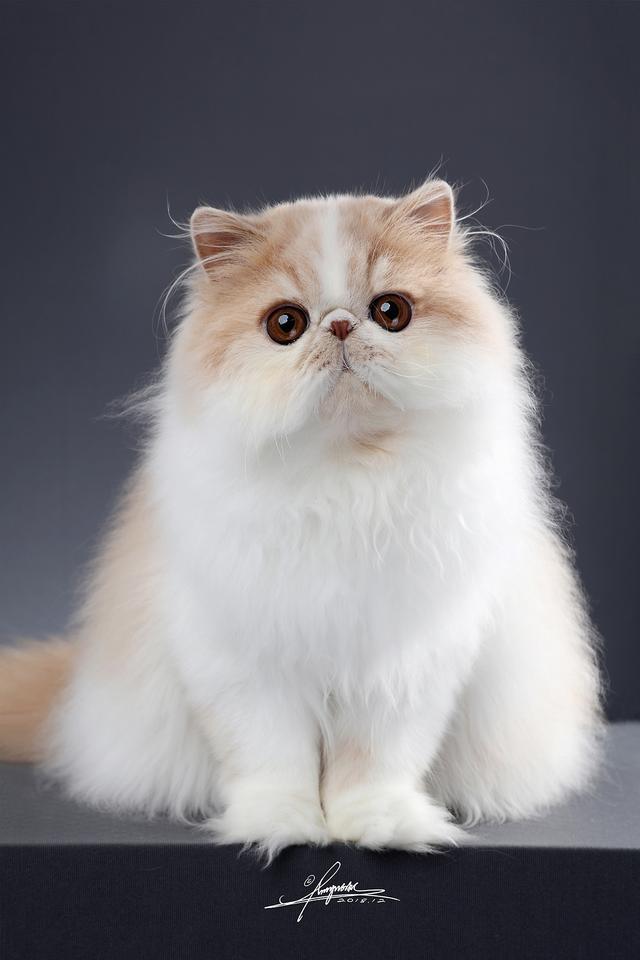世界上最贵的猫，估计你连名字都没听说过。