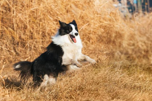 边牧：优点和缺点揭秘，让你更了解这一令人心动的犬种！