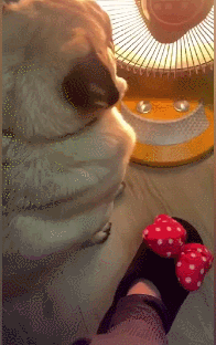 “巴哥犬”多人养的原因是什么呢？看完后，我真的找到了答案