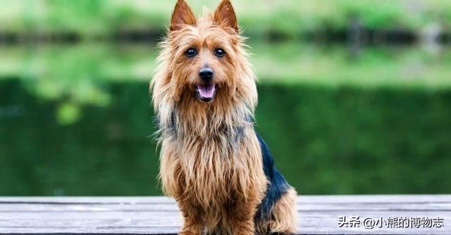 外媒评选7种最可爱的狗狗，看看有你家的吗？