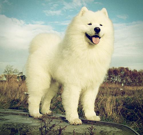 雪中精灵的萨摩耶犬——萨摩耶