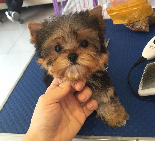 越来越多人选择“约克夏”！为何？6个优势，很难拒绝