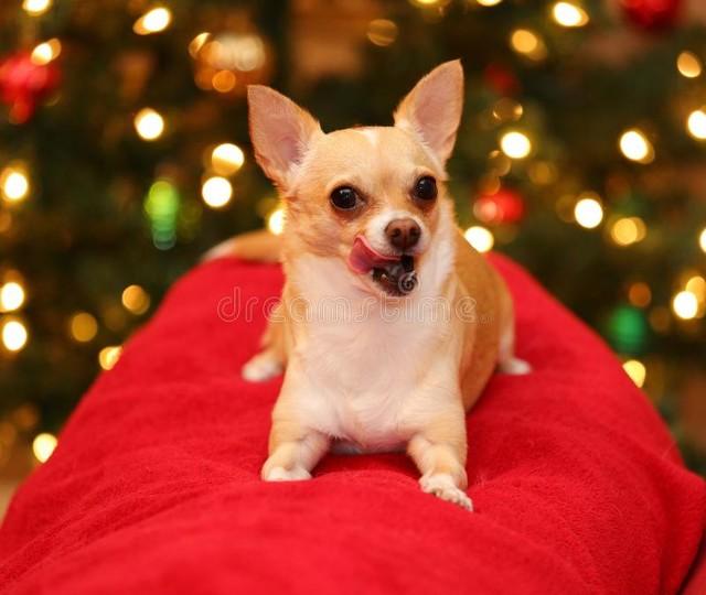 宠物百科：最小的宠物犬之一——吉娃娃，魅力无穷的小型犬典范！