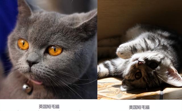 这是“英短”还是“美短”？两者的区别来了