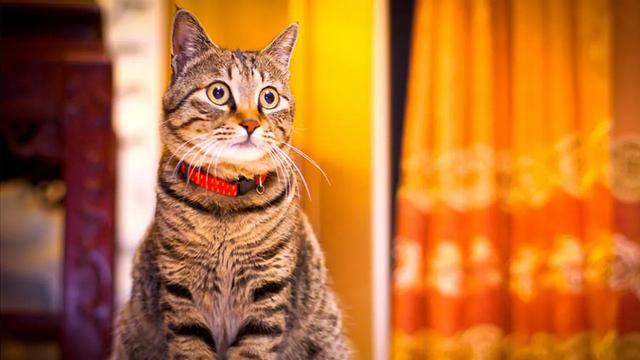 便宜又好养的5种田园猫，个个来头可不小