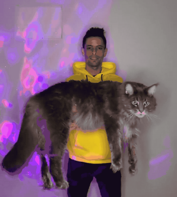 原来“缅因猫”这么可怕，难怪养过的人，都说后悔了！