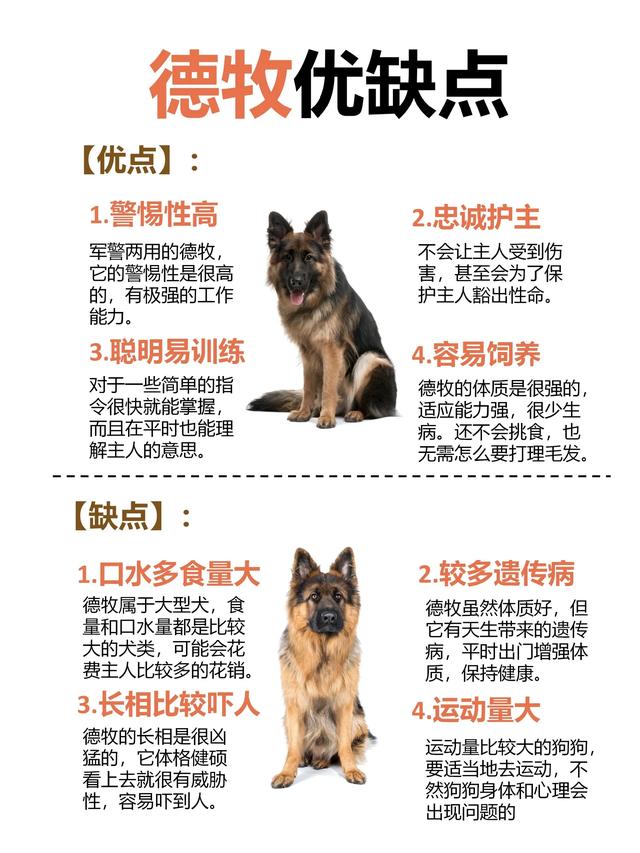 德国牧羊犬：温良、勇敢与智慧的化身