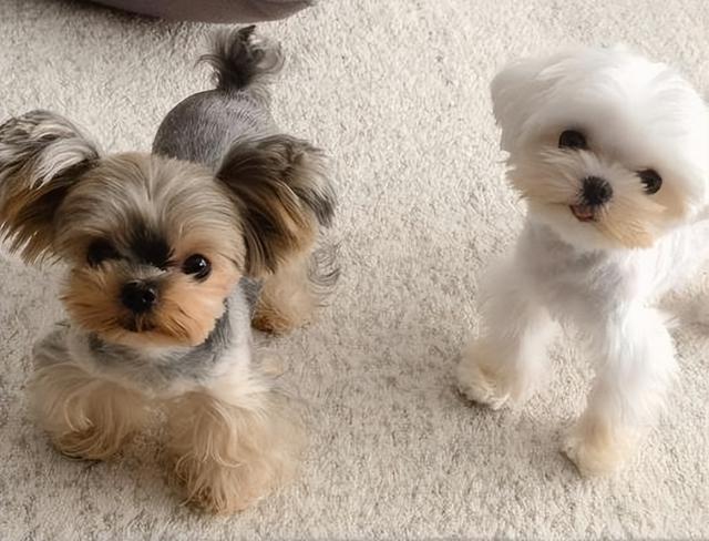 越来越多人选择“约克夏”！为何？6个优势，很难拒绝