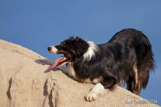 边牧智商第一，犬类佼佼者！为何还有那么多人却不愿养？