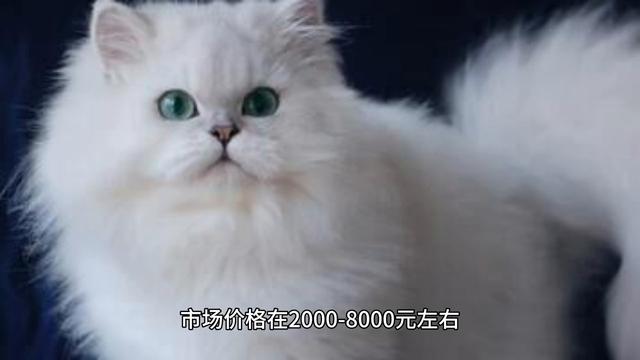 不同品种宠物猫大致市场价格