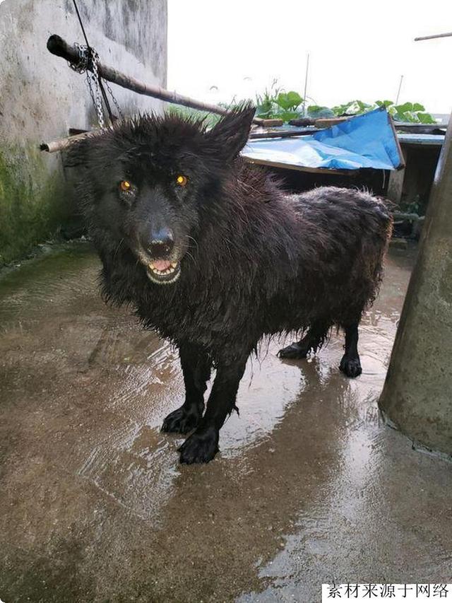 中国狼犬中的“中华四大神捕”，它被称为“小藏獒”粗狂彪悍