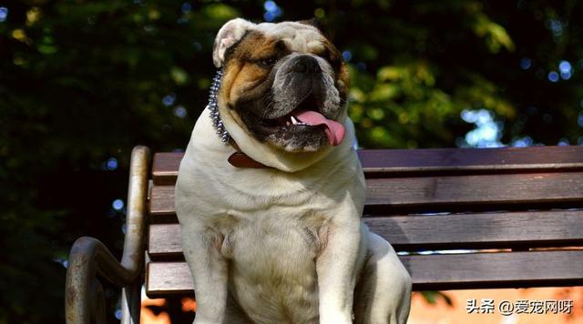 每天了解一种狗—英国斗牛犬