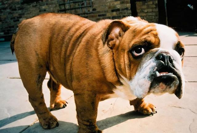 “体味浓”的7种狗，养过的都知道，臭到家都不想回