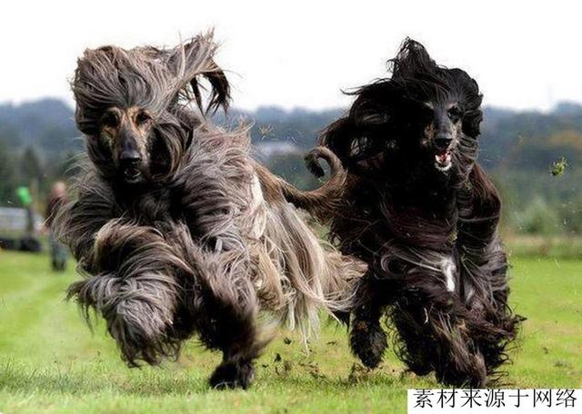 中东土豪爱养这种狗，不但身份尊贵，而且凶猛，攻击力不逊藏獒