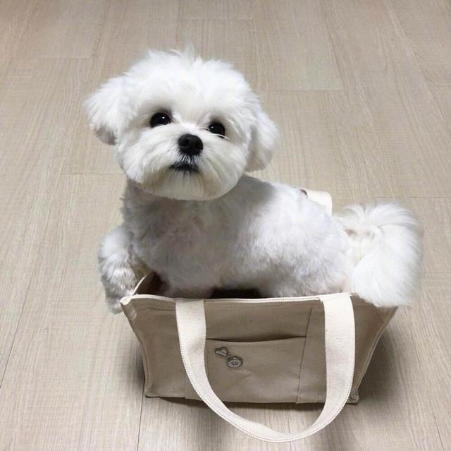 忽悠我养“马尔济斯”的人，你出来，我保证不打你