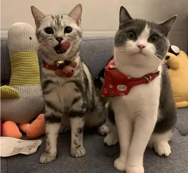 这是“英短”还是“美短”？两者的区别来了