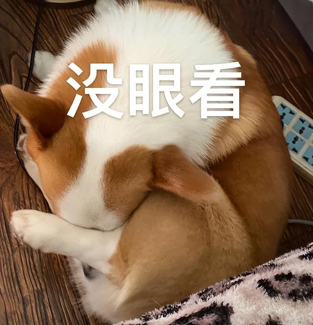 买狗一定“5不养”，不是误导，而是教训和经验