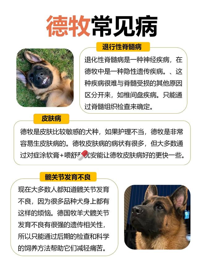 德国牧羊犬：温良、勇敢与智慧的化身