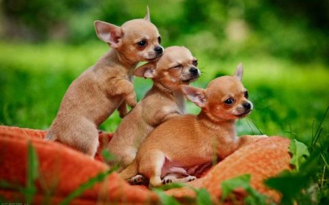 吉娃娃犬的优缺点有哪些