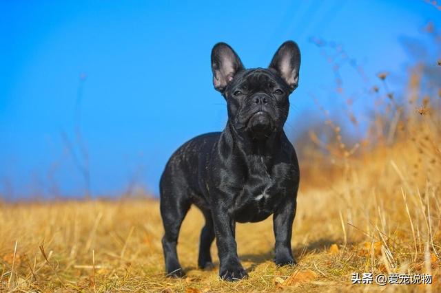 温和友善，性格可爱的法国斗牛犬