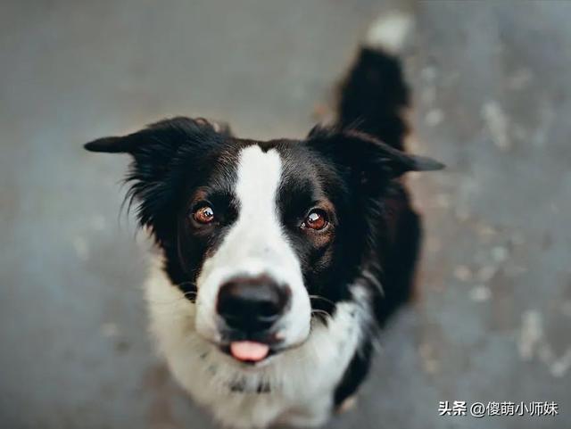 边牧智商第一，犬类佼佼者！为何还有那么多人却不愿养？
